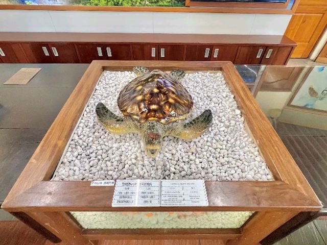 🐢 海龜學堂 × 生態人文探索｜小琉球「觀光署管理站」的綠色使命