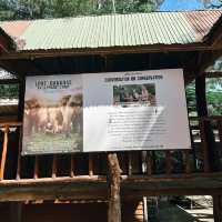 ป้อนอาหารช้าง ปางช้างไทรโยค จังหวัดกาญจนบุรี 🐘