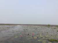 🌸 Travel Blog: Red Lotus Sea (Talay Bua Daeng), Udon Thani 🌸