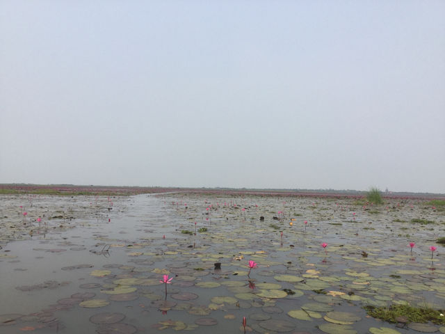 🌸 Travel Blog: Red Lotus Sea (Talay Bua Daeng), Udon Thani 🌸