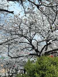 🇰🇷清州✈️無心川櫻花路무심천벚꽃길🌸