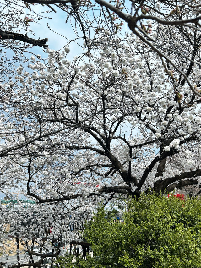 🇰🇷清州✈️無心川櫻花路무심천벚꽃길🌸