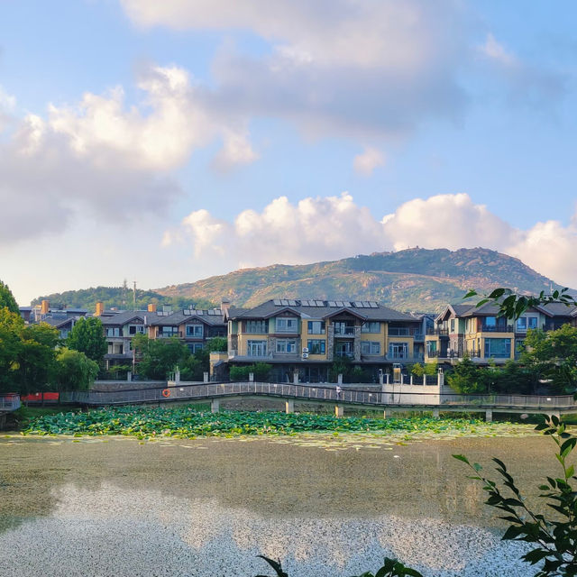 洋湖濕地公園~荷塘的詩意世界 🌸🌿 洋湖濕地公園~荷塘的詩意世界 🌸🌿