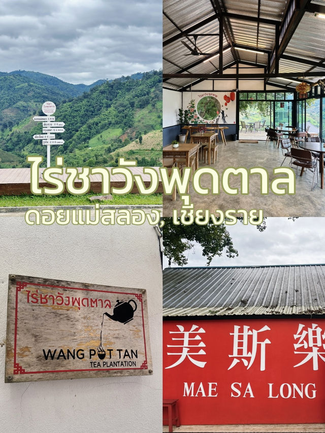 ไร่ชาวังพุดตาล ดอยแม่สลอง 