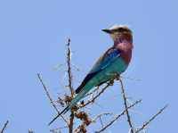 8 favourite captures in Tarangire National Park