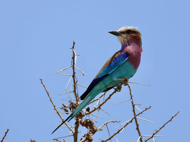 8 favourite captures in Tarangire National Park