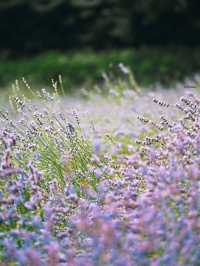 Hokkaido Summer at Farm Tomita 🌻🌺🌿 Japan 