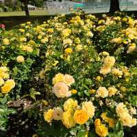 Pollard Park – Blenheim’s Lush Haven of Garden, Stream & Community