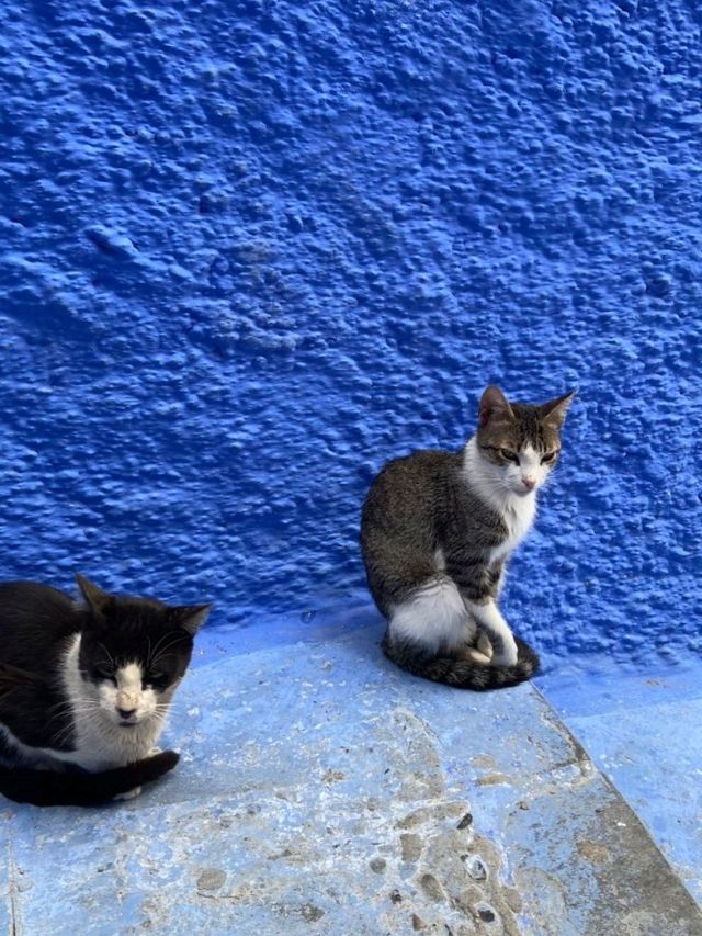 Step Into the Blue Wonder of Chefchaouen Medina 💙🏞️