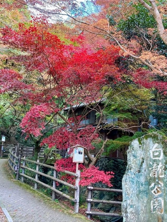 【錦秋の滝】愛媛・白滝公園 【錦秋の滝】愛媛・白滝公園