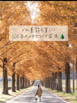 Beautiful in every season 🌲Metasequoia Avenue 🌲We recommend the autumn leaves 🍁