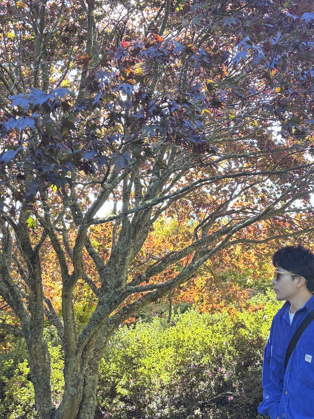 🌳 Tihiotonga Centennial Park: Where History, Nature & Panoramic Vistas Unite! 🏞️