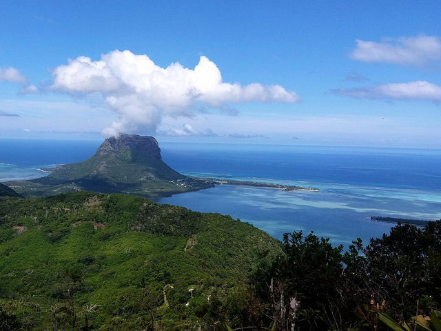 Ebony Forest Reserve Mauritius - Lovable tress on earth