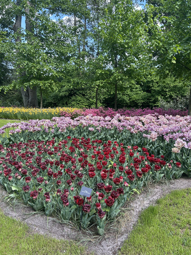 Tulip Magic Awaits🌷 Tulip Magic Awaits🌷