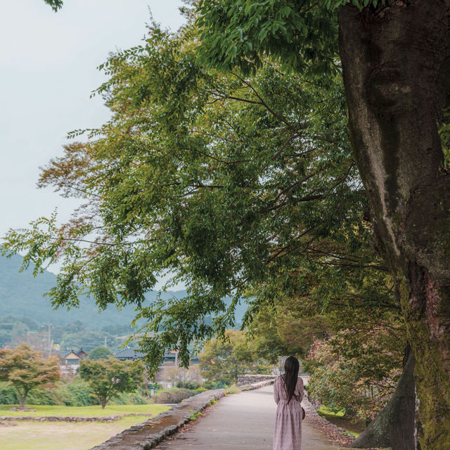천천히 성길 오르고, 감나무 앞에서 가을 사진 한 컷 천천히 성길 오르고, 감나무 앞에서 가을 사진 한 컷