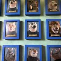 [🇨🇳Shanghai]🦊รีวิวโซน Zootopia เซี่ยงไฮ้ดิสนีย์