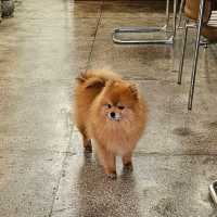 ☘️🍀대구 수성구 만촌역 브런치카페 꽁테드빌레