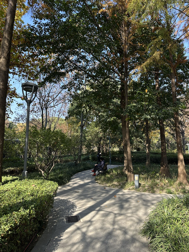 🍁上海延虹绿地｜城市裡舒服的秋日銀杏散步地