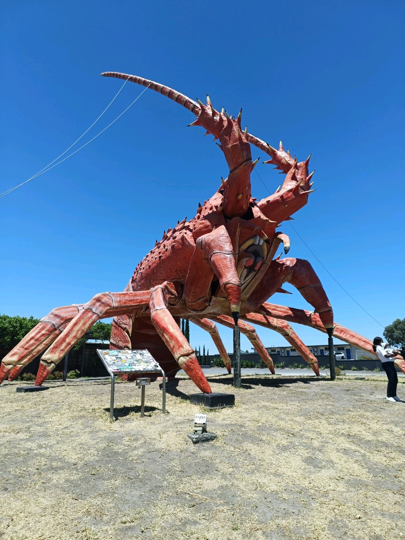 🦞 Meet Larry: Your Must-See Photo Stop (& Lunch Spot) on the Limestone Coast