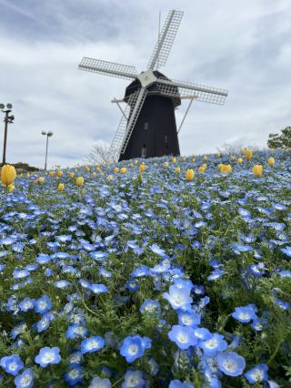 櫻花🌸 大阪鶴見公園 日本🇯🇵 和🧋