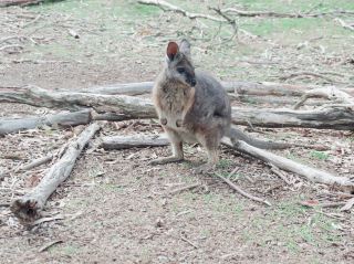 野生動物近距離體驗
