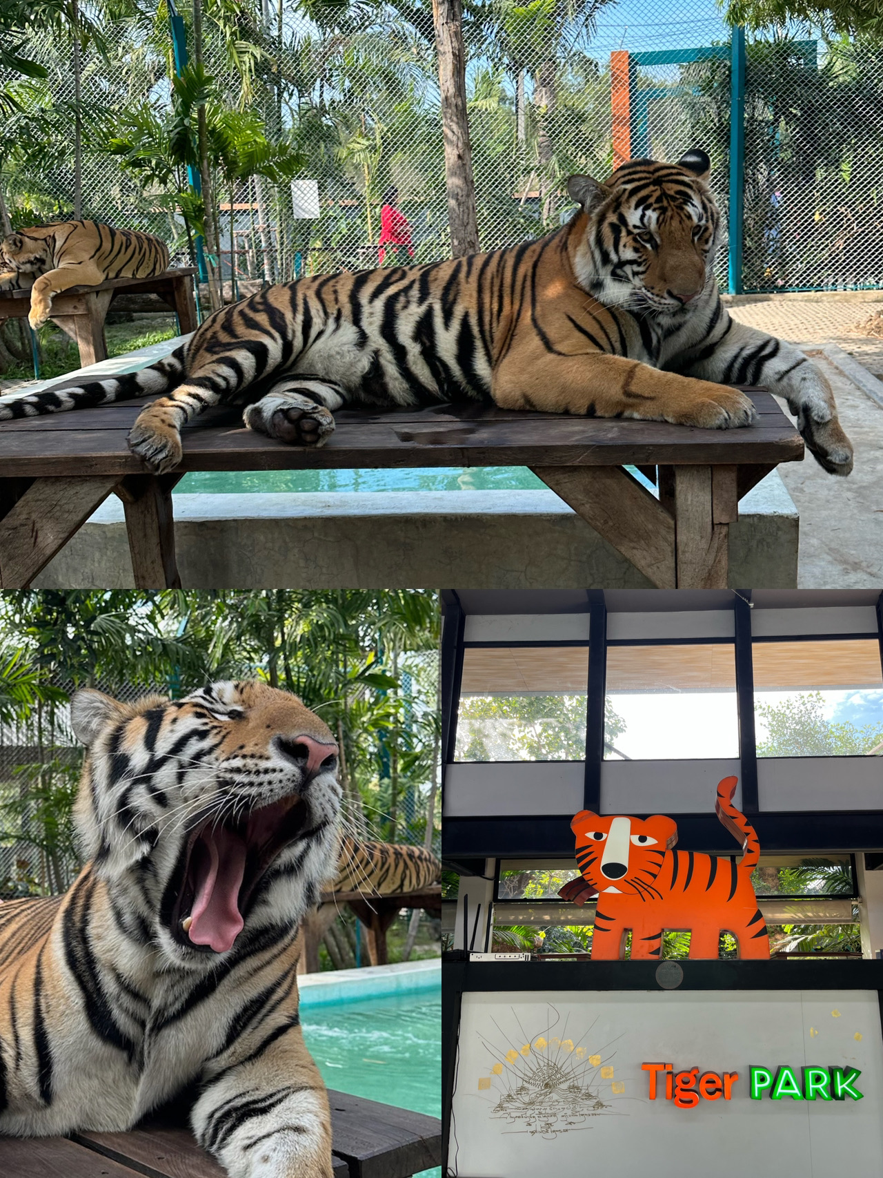 【パタヤ🇹🇭】トラと超至近距離⁉︎一生に一度は体験したい迫力満点スポット🐯✨