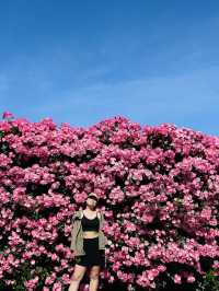 Hidden Rose Garden🌹 in Jeju