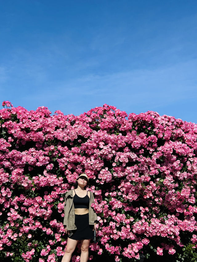 Hidden Rose Garden🌹 in Jeju