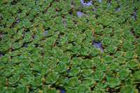 Singapore City Break: Finding a Peaceful Escape at Victoria Lily Pond