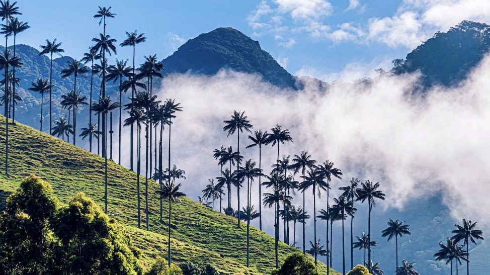 Cocora Valley, Colombia 🇨🇴 — Walking Among the Tallest Palm Trees in the World