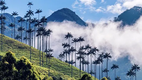 Cocora Valley, Colombia 🇨🇴 — Walking Among the Tallest Palm Trees in the World — traveler post in Salento