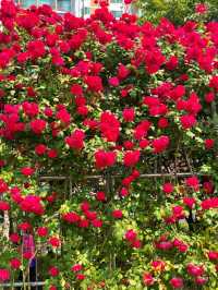 앞으로 한달 뒤 만날 수 있는 서울 장미스팟🌹