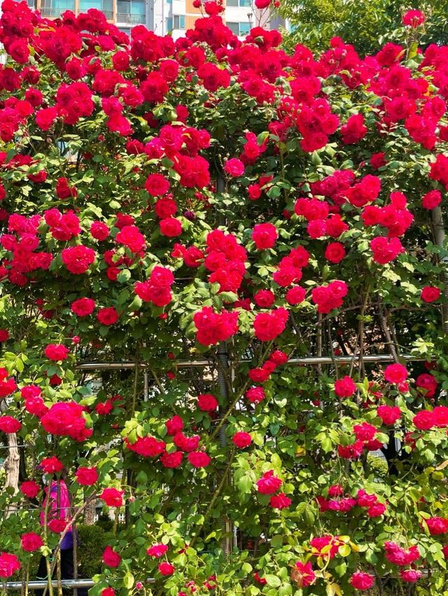 앞으로 한달 뒤 만날 수 있는 서울 장미스팟🌹