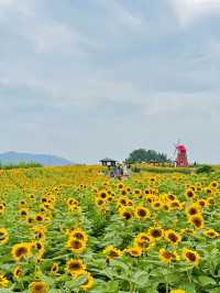 무려 40만송이! 끝없이 펼쳐진 해바라기밭🌻🌻