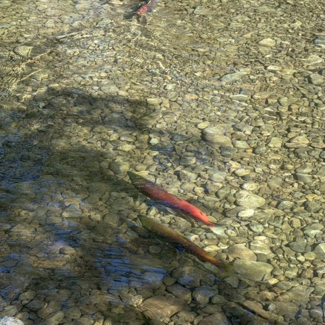 🇨🇦溫哥華鮭魚迴游的季節weaver creek