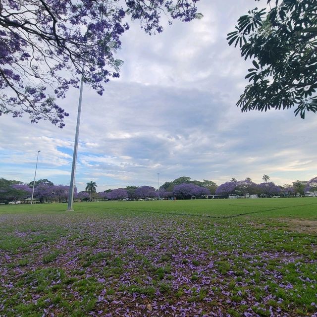 香港賞紅葉，澳洲賞藍花楹💜💜💜