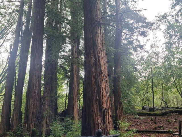 Redwoods like you have never seen