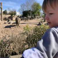 Birthday treat to Chester zoo🐘🦓👌🏽