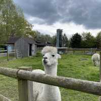 Milton Keynes -Gulliver's Dino & Farm Park
