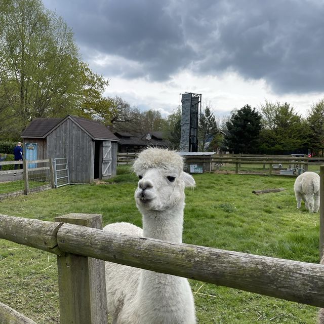 Milton Keynes -Gulliver's Dino & Farm Park