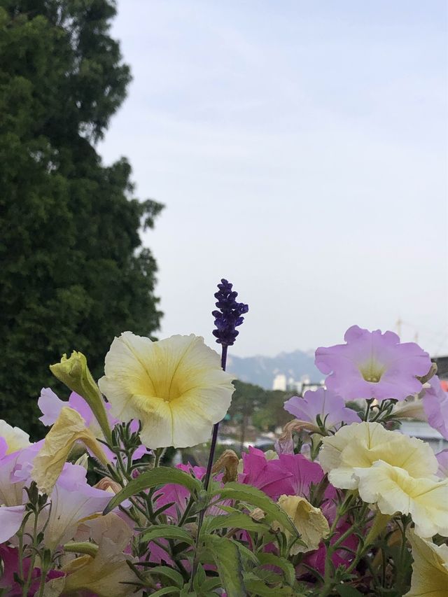 Quietness of Sky park (‘Haneul’ Park) 