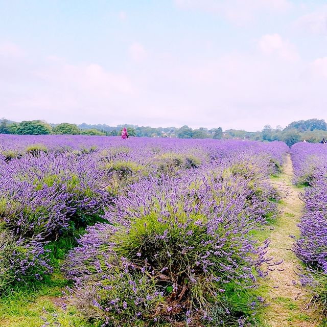 A Lavender Field near London💜