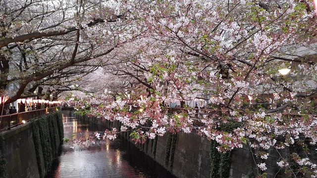 Adventures in the Heart of Tokyo
