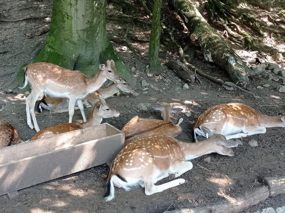 Košice Zoo 🦒🦏