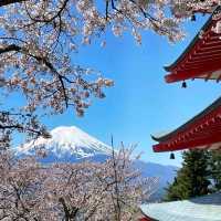 《新倉富士淺間神社》🌸絕美的櫻花，配著壯麗的富士山🗻