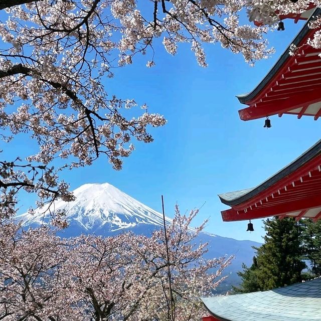 《新倉富士淺間神社》🌸絕美的櫻花，配著壯麗的富士山🗻