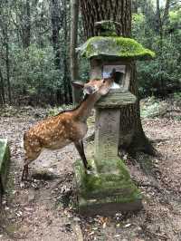 NARA, JAPAN: MY UNFORGETTABLE DAY AMONG DEERS AND TEMPLES 