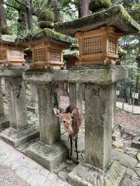 NARA, JAPAN: MY UNFORGETTABLE DAY AMONG DEERS AND TEMPLES 