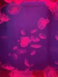 Primorsky Oceanarium