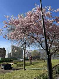 🌸 Cherry Blossom Serenity in Swiss Cottage, London